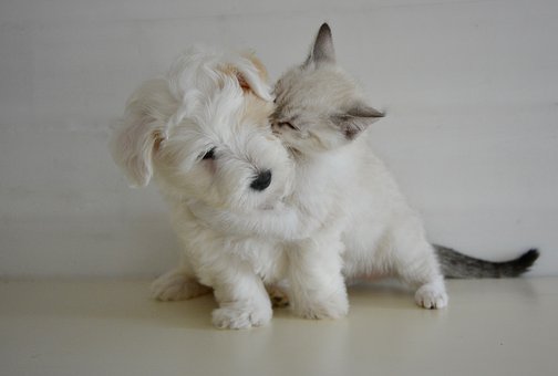 Puppy Love on Valentines Day #Valentines #Puppy #Love