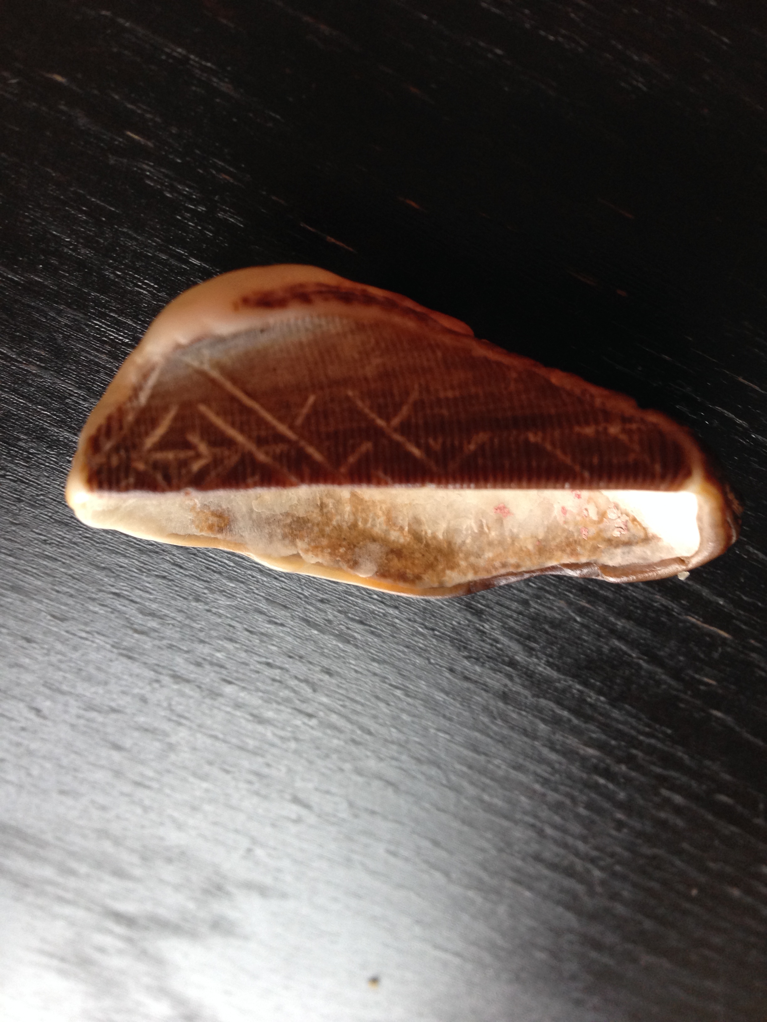A Mysterious Shell With Ancient Script – starrcreative