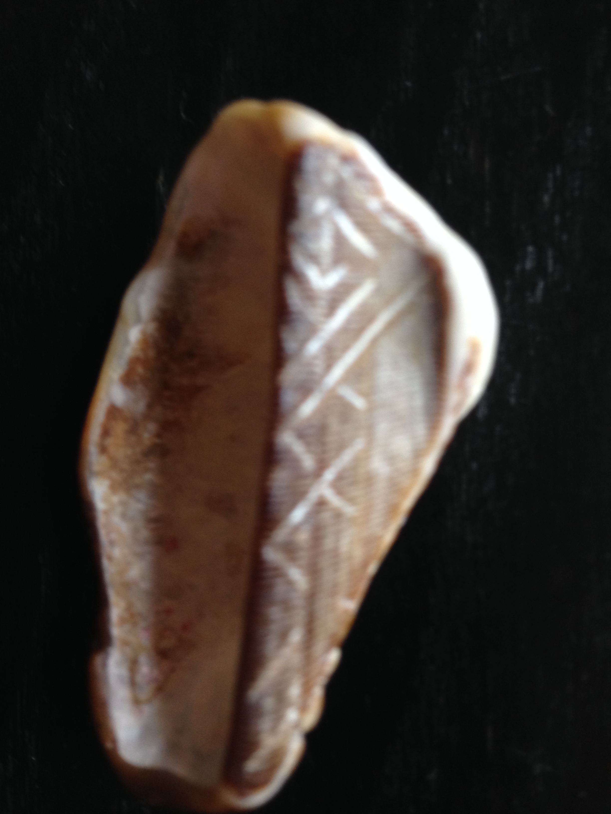 A Mysterious Shell With Ancient Script – starrcreative